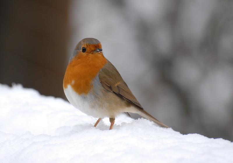 rouge-gorge Au Rouge-Gorge (Lucienne Desnoues)
