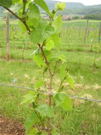 FEUILLE COUPEE, mai 2010 FEUILLE COUPEE