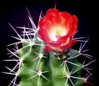 cactus21.jpg