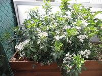 Un jardin planté, c'est mieux ! Un jardin planté, c'est mieux !