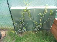 Un jardin planté, c'est mieux ! Un jardin planté, c'est mieux !