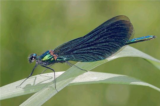 Calopteryx splendens © Gérard Thérin