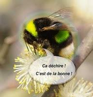Le vol du bourdon sous acides