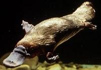 Le Castor et la Cane Le Castor et la Cane