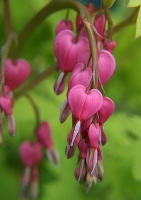 Ode à mon jardin Ode à mon jardin