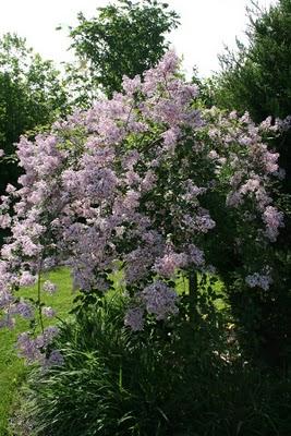 Ode à mon jardin Ode à mon jardin