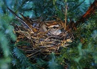 Ode à mon jardin Ode à mon jardin
