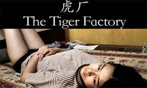 The Tiger factory : Vers un lendemain meilleur ?