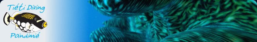 Gagner une sortie plongée ou un baptême à moitié prix Gagner une sortie plongée ou un baptême à moitié prix