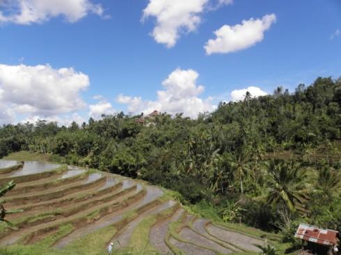L’Indonésie institue un moratoire sur les déforestations