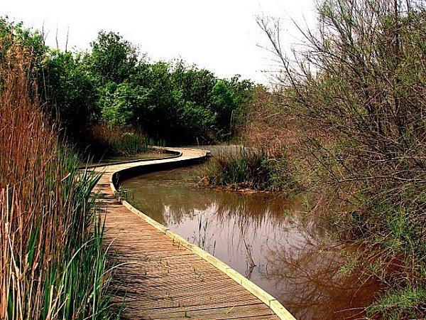 Le Parc Ornithologique de Pont de Gau en Camargue