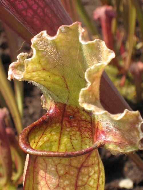 Sarracenia à Terra Botanica