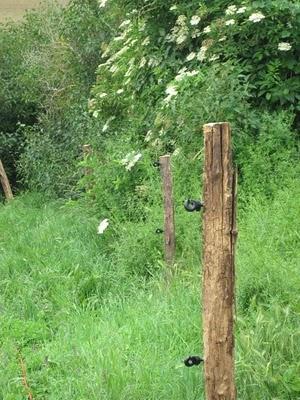 Mise en place de la clôture (3) Mise en place de la clôture (3)