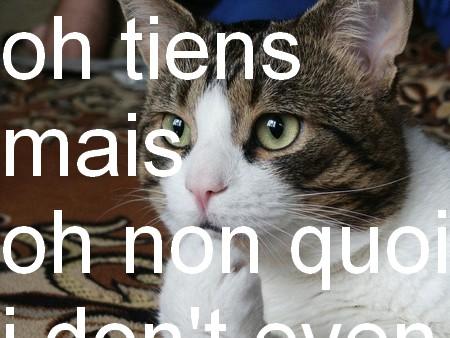 Cat is not fond or minimalistic design Qu’est-ce qu’y se passe?