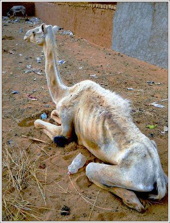 MES AMIS DE TIMIA troupeaux