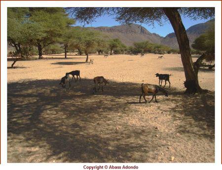 MES AMIS DE TIMIA COPY_13