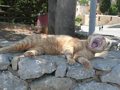 Chiens (et chats) de Crète...