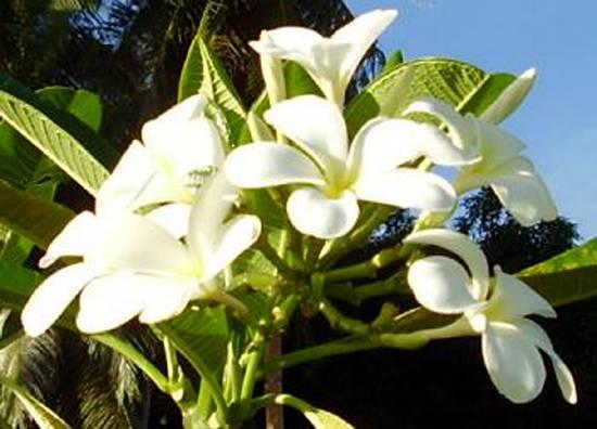 Fleurs de fête des mères à Tahiti tahiti-tipanier.1274876747.jpg