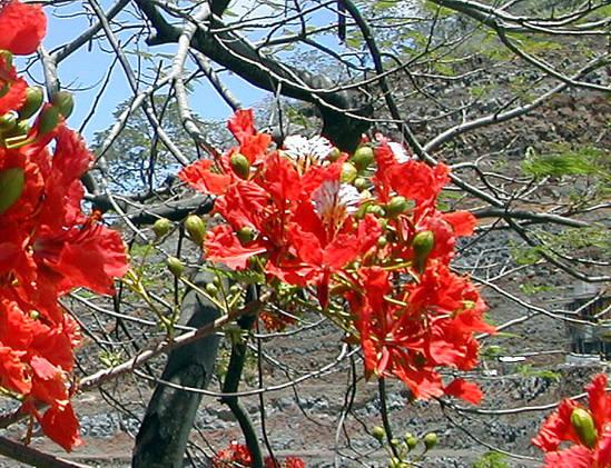 Fleurs de fête des mères à Tahiti tahiti-flamboyant.1274876674.jpg