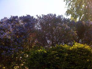 Céanothe c_anothe_3