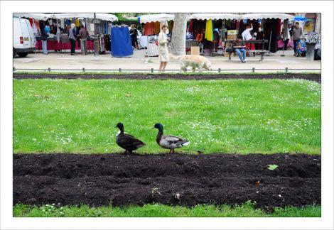 Photos de mai La promenade des canards. Montpellier BA_0537.jpg