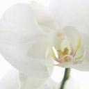 orchidee1