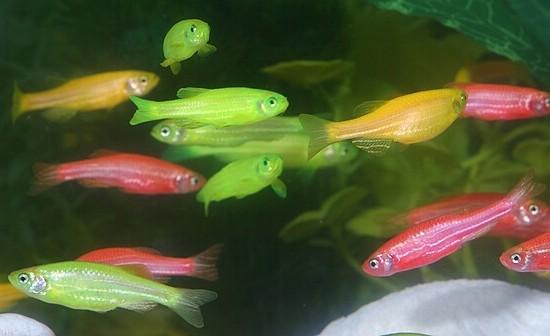 Un OGM de compagnie: Le GloFish® Un OGM de compagnie: Le GloFish®
