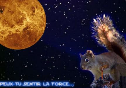 ecureuilwars jeune padawan