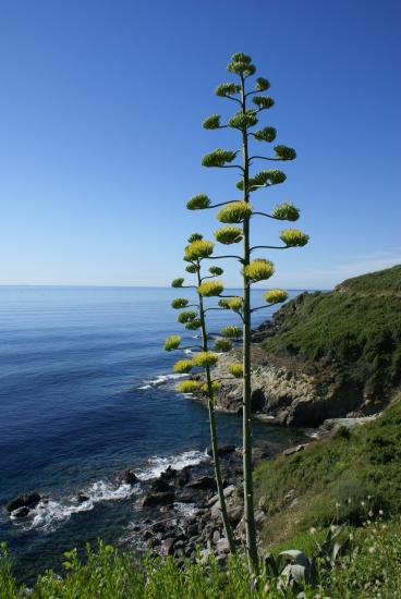 Sur la côte - Côte de  Bastia