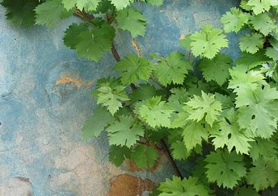 Pique-nique Pique-nique