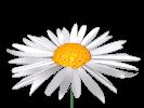 Pour les plus de 60 ans Fleurs-marguerittes-8.gif