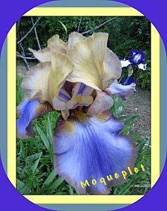 Pour les plus de 60 ans iris-2.jpg