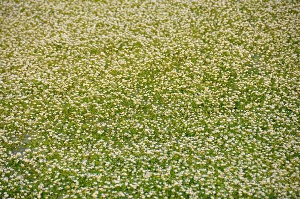 Surprenant fleurs-d-oleron--3-.JPG