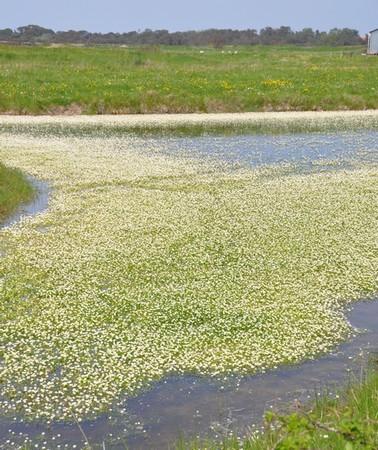 Surprenant fleurs-d-oleron--4-.JPG