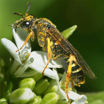 insectes