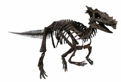 draco-rex-howgartia-1370681898_small.jpg
