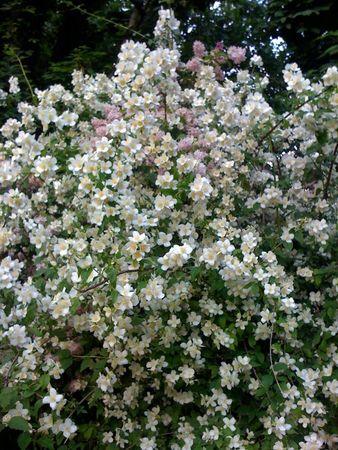 Une brassée de fleurs, en cette matinée d'orage.... brass_e_de_fleurs_du_Luxembourg