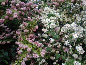 Une brassée de fleurs, en cette matinée d'orage.... fleurs_bicolores