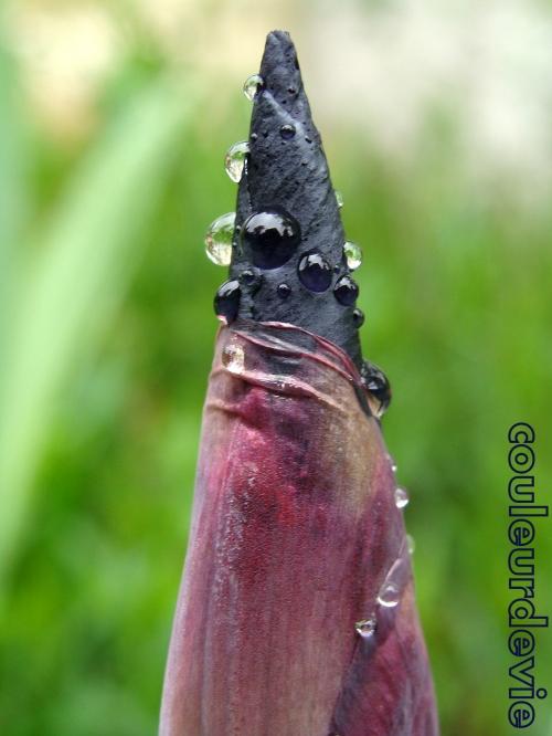 Gouttes d’eau sur végétaux Gouttes d’eau sur végétaux
