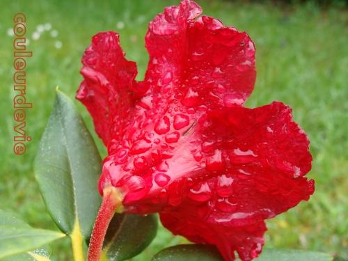 Gouttes d’eau sur végétaux Gouttes d’eau sur végétaux