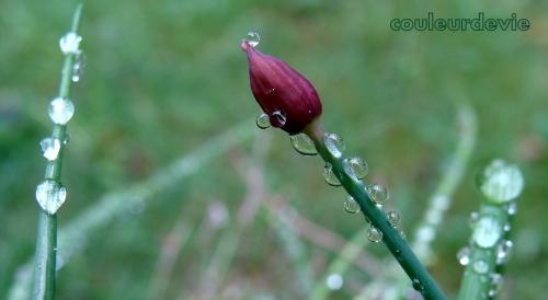 Gouttes d’eau sur végétaux Gouttes d’eau sur végétaux