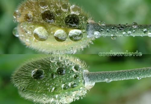 Gouttes d’eau sur végétaux Gouttes d’eau sur végétaux