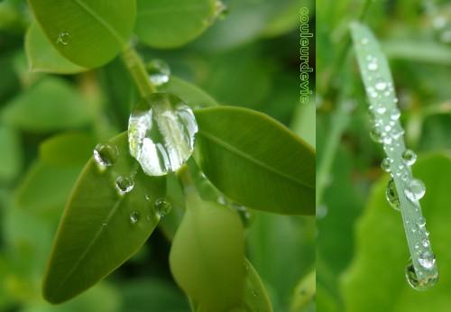 Gouttes d’eau sur végétaux Gouttes d’eau sur végétaux