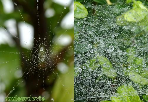 Gouttes d’eau sur végétaux Gouttes d’eau sur végétaux