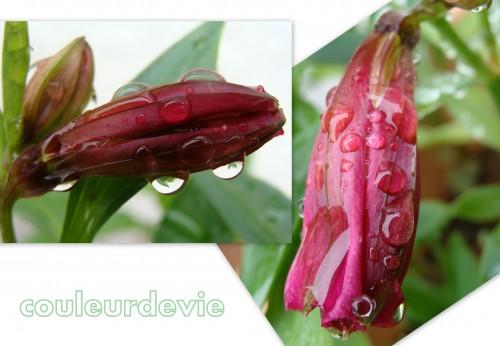 Gouttes d’eau sur végétaux Gouttes d’eau sur végétaux