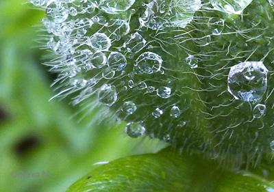 Photos du jour: 7 juin 2010 La Chaux-de-Fonds: gouttes de pluie sur fleur 7 juin 2010
