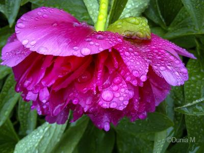 Photos du jour: 7 juin 2010 La Chaux-de-Fonds: gouttes de pluie sur fleur 7 juin 2010