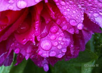 Photos du jour: 7 juin 2010 La Chaux-de-Fonds: gouttes de pluie sur fleur 7 juin 2010