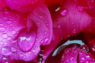 Photos du jour: 7 juin 2010 La Chaux-de-Fonds: gouttes de pluie sur fleur 7 juin 2010