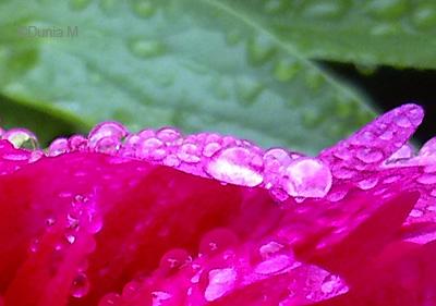 Photos du jour: 7 juin 2010 La Chaux-de-Fonds: gouttes de pluie sur fleur 7 juin 2010